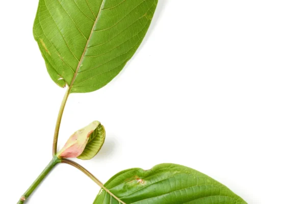 Using Kratom to Relieve Chronic Pain