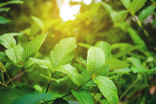 white sumatra kratom