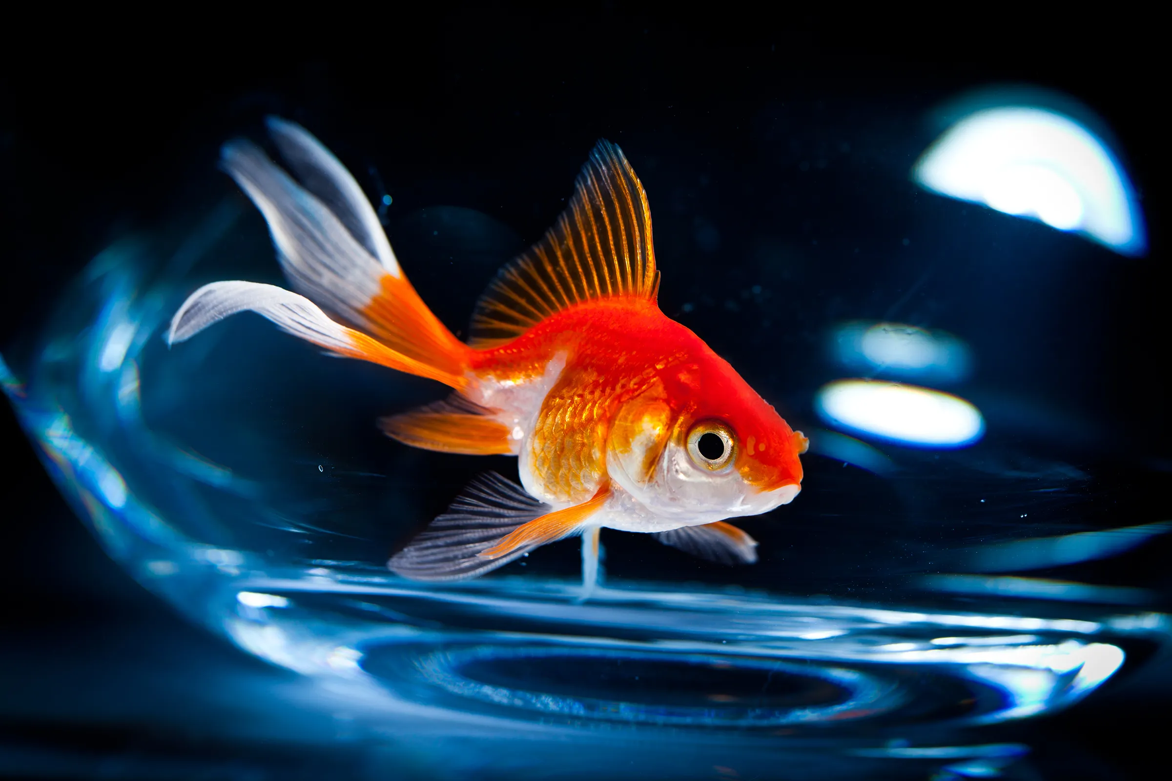 ranchu goldfish 