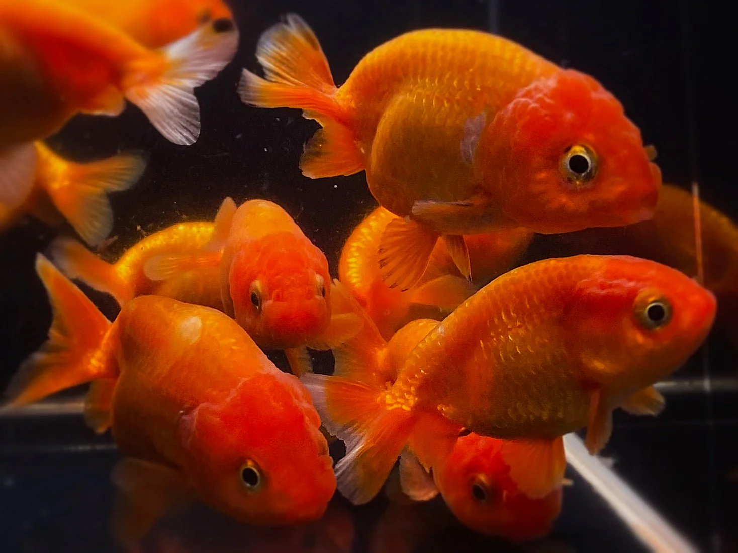 Decor and Setup Ideas to Showcase the Stunning Appearance of Ranchu Goldfish